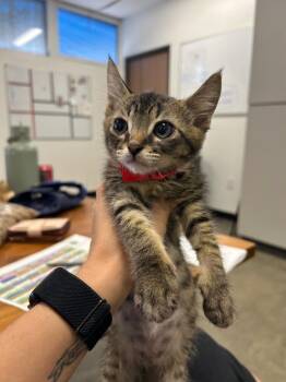 Thomas the Train -  Domestic Short Hair Cat for Adoption in Thousand Oaks, California - Thomas The Train | PetCurious