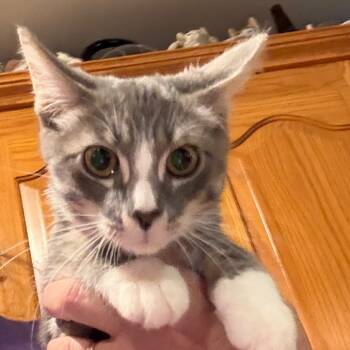 Rescue Domestic Short Hair Cats for Adoption in Granby, Missouri - Wee Willy | PetCurious