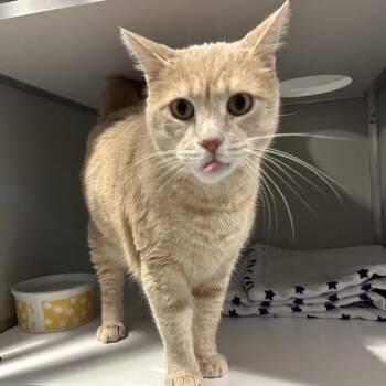 Borus FKA Brink -  Domestic Short Hair Cat for Adoption in Chesapeake, Virginia - Borus FKA Brink | PetCurious