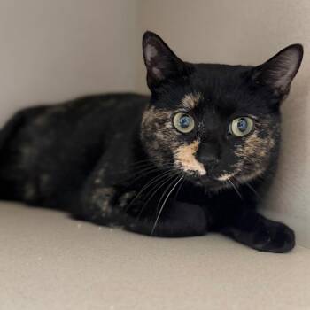 Domestic Short Hair Cats Available for Adoption - Rose | PetCurious