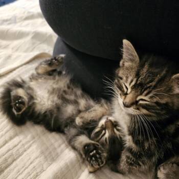 Sammy C11640 -  Domestic Medium Hair Cat for Adoption - Sammy C11640 | PetCurious