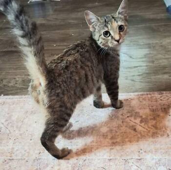 Anna Mae -  Domestic Short Hair Cat for Adoption in Alafaya, Florida - Anna Mae | PetCurious