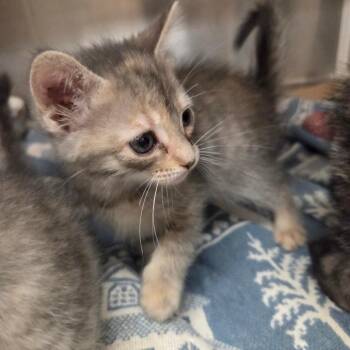 Domestic Short Hair Cats Available for Adoption in Lake Panasoffkee, Florida - Ritz | PetCurious