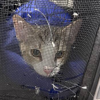 Breezy -  Domestic Short Hair Cat for Adoption in Philadelphia, Pennsylvania - Breezy | PetCurious