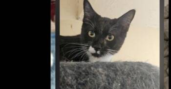 Mr Pounce -  Domestic Short Hair Cat for Adoption in Thatcher, Arizona - Mr Pounce | PetCurious