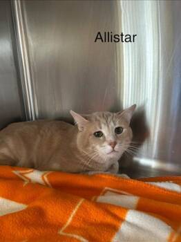 Domestic Short Hair Cats Available for Adoption - Alistar | PetCurious