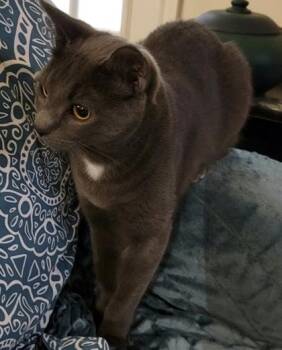 Russian Blue and Domestic Short Hair Cats Available for Adoption in Fort Worth, Texas - Jagger | PetCurious