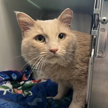 Domestic Medium Hair Cats Available for Adoption in Fairport, New York - Angel | PetCurious