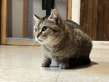 CHARCUTERIE -  Domestic Short Hair Cat for Adoption in Hagerstown, Maryland - CHARCUTERIE | PetCurious