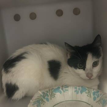 Moxie -  Domestic Short Hair Cat for Adoption in Flagstaff, Arizona - Moxie | PetCurious