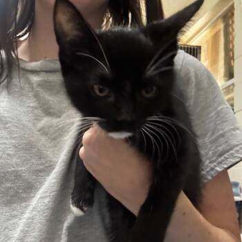 Oko 28679 -  Domestic Short Hair Cat for Adoption in Middleburg, Florida - Oko 28679 | PetCurious