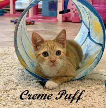Creme Puff -  Tabby Cat for Adoption in Southern Pines, North Carolina - Creme Puff | PetCurious