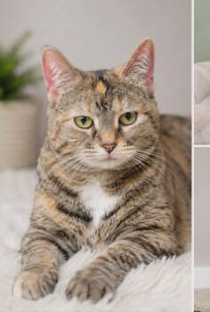 Big Beautiful Bertha -  Domestic Short Hair Cat Available for Adoption in Bayonne, New Jersey - Big Beautiful Bertha | PetCurious