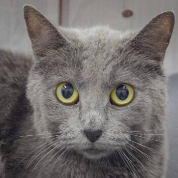 Love -  Russian Blue and Domestic Short Hair Cat for Adoption in Huntley, Illinois - Love | PetCurious