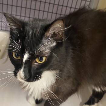 Ammi -  Domestic Long Hair Cat for Adoption in Pinellas Park, Florida - Ammi | PetCurious