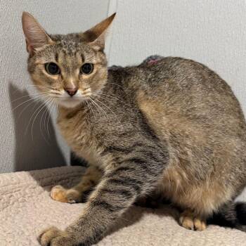 Veronica -  Domestic Short Hair Cat for Adoption in Tampa, Florida - Veronica | PetCurious