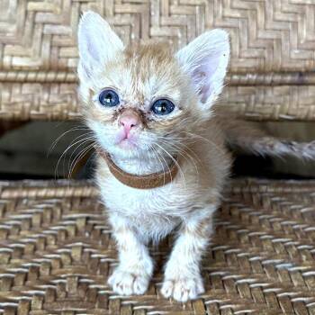 Domestic Short Hair Cats Available for Adoption in Long Beach, California - Superman | PetCurious