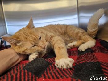 Domestic Short Hair Cats Available for Adoption in Dickson, Tennessee - Ozzy | PetCurious
