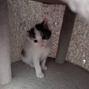 Maxine -  Domestic Short Hair Cat Available for Adoption in Lake Panasoffkee, Florida - Maxine | PetCurious