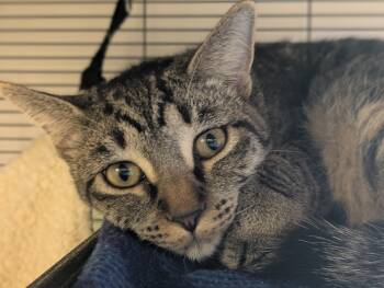 Rescue Domestic Short Hair Cats for Adoption in Papillion, Nebraska - Aspen | PetCurious