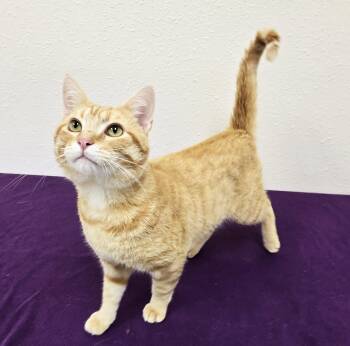 Big Mac -  Domestic Short Hair Cat for Adoption in Red Wing, Minnesota - Big Mac | PetCurious