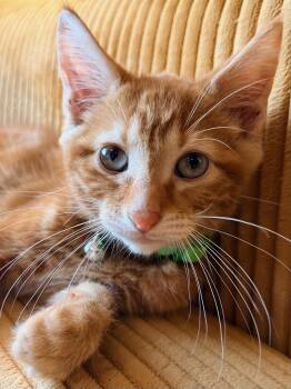 Gouda -  Domestic Short Hair Cat for Adoption in Honeoye, New York - Gouda | PetCurious