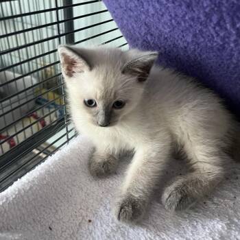 Cielo (26-5297) -  Siamese Cat for Adoption in Fort Smith, Arkansas - Cielo (26-5297) | PetCurious