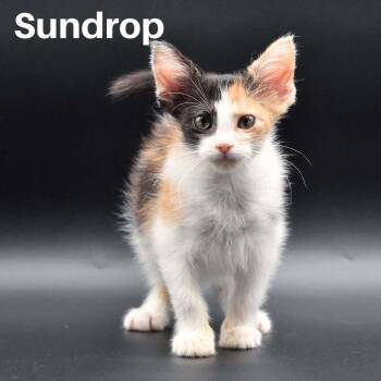 Sundrop -  Domestic Short Hair Cat for Adoption in Chicago, Illinois - Sundrop | PetCurious