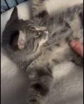 Rescue Domestic Short Hair Cats for Adoption in Eagle Point, Oregon - Little Man Rockefeller | PetCurious