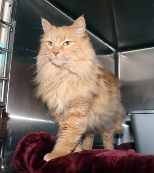 Domestic Long Hair Cats Available for Adoption - Citrus | PetCurious