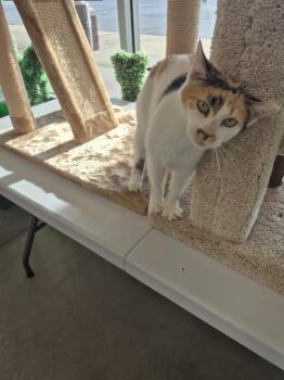 Chica -  Calico Cat for Adoption in Cleveland, Ohio - Chica | PetCurious