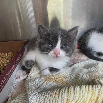 Domestic Short Hair Cats Available for Adoption in Indianapolis, Indiana - Sinclair | PetCurious