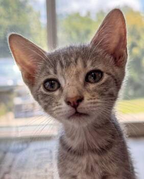Mollie -  Egyptian Mau and Abyssinian Cat for Adoption in Horseshoe Bend, Arkansas - Mollie | PetCurious