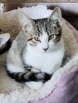 Sneezy -  Tabby Cat Available for Adoption in San Juan Capistrano, California - Sneezy | PetCurious
