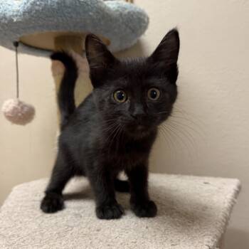 Latte -  Domestic Short Hair Cat for Adoption in Oconto, Wisconsin - Latte | PetCurious
