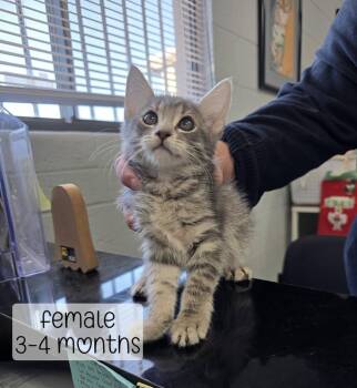 Darla -  Domestic Medium Hair Cat for Adoption in Holbrook, Arizona - Darla | PetCurious