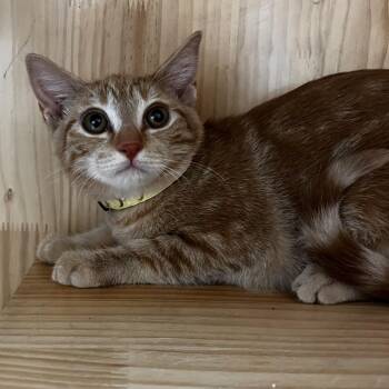 Popcorn -  Domestic Short Hair Cat for Adoption in Yucca Valley, California - Popcorn | PetCurious