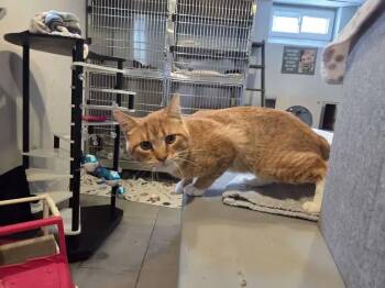 Domestic Short Hair Cats Available for Adoption in Wyoming, Michigan - Faramir | PetCurious