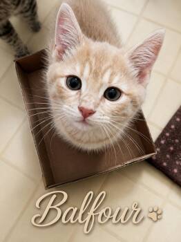Balfour (FCID# 06/08/2026 - 90) C -  Tabby Cat for Adoption in Greenville, Delaware - Balfour (FCID# 06/08/2026 - 90) C | PetCurious