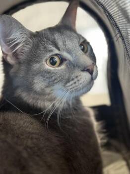 Domestic Medium Hair and Domestic Short Hair Cats Available for Adoption in West Chester, Pennsylvania - Otis | PetCurious