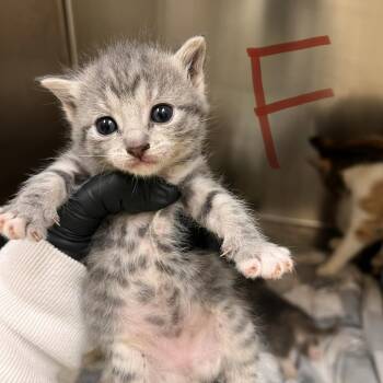 Aspen Tree -  Domestic Short Hair Cat for Adoption in Winston-salem, North Carolina - Aspen Tree | PetCurious