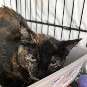 Bay -  Domestic Short Hair Cat for Adoption in New York, New York - Bay | PetCurious