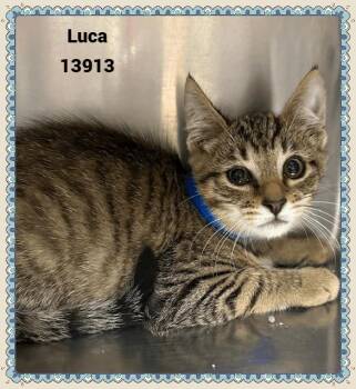 Rescue Domestic Short Hair and Tabby Cats for Adoption in Marietta, Georgia - LUCA See Also LUNA | PetCurious