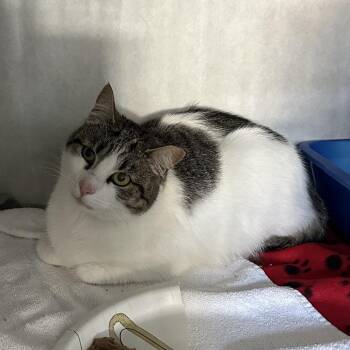 Domestic Short Hair Cats Available for Adoption - Brook | PetCurious