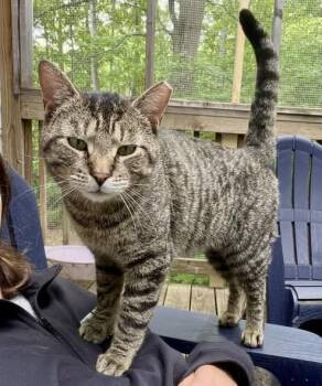 Wilder -  Domestic Short Hair Cat for Adoption in Portland, Maine - Wilder | PetCurious