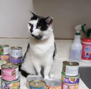 Layla -  Domestic Short Hair Cat for Adoption in Columbus, Ohio - Layla | PetCurious