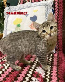 Candice -  Domestic Short Hair Cat for Adoption in Centerville, Utah - Candice | PetCurious