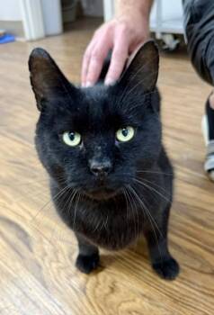 Jelly Bean -  Domestic Short Hair Cat for Adoption in Medina, Ohio - Jelly Bean | PetCurious