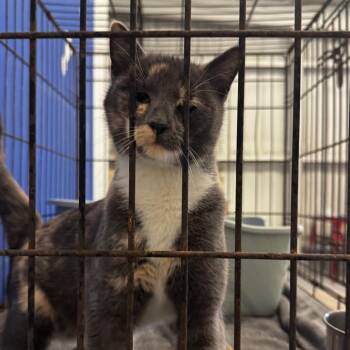 Talia -  Domestic Short Hair Cat for Adoption in Clarksdale, Mississippi - Talia | PetCurious