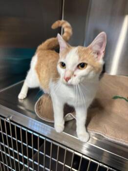 Domestic Short Hair Cats Available for Adoption - Chispa | PetCurious